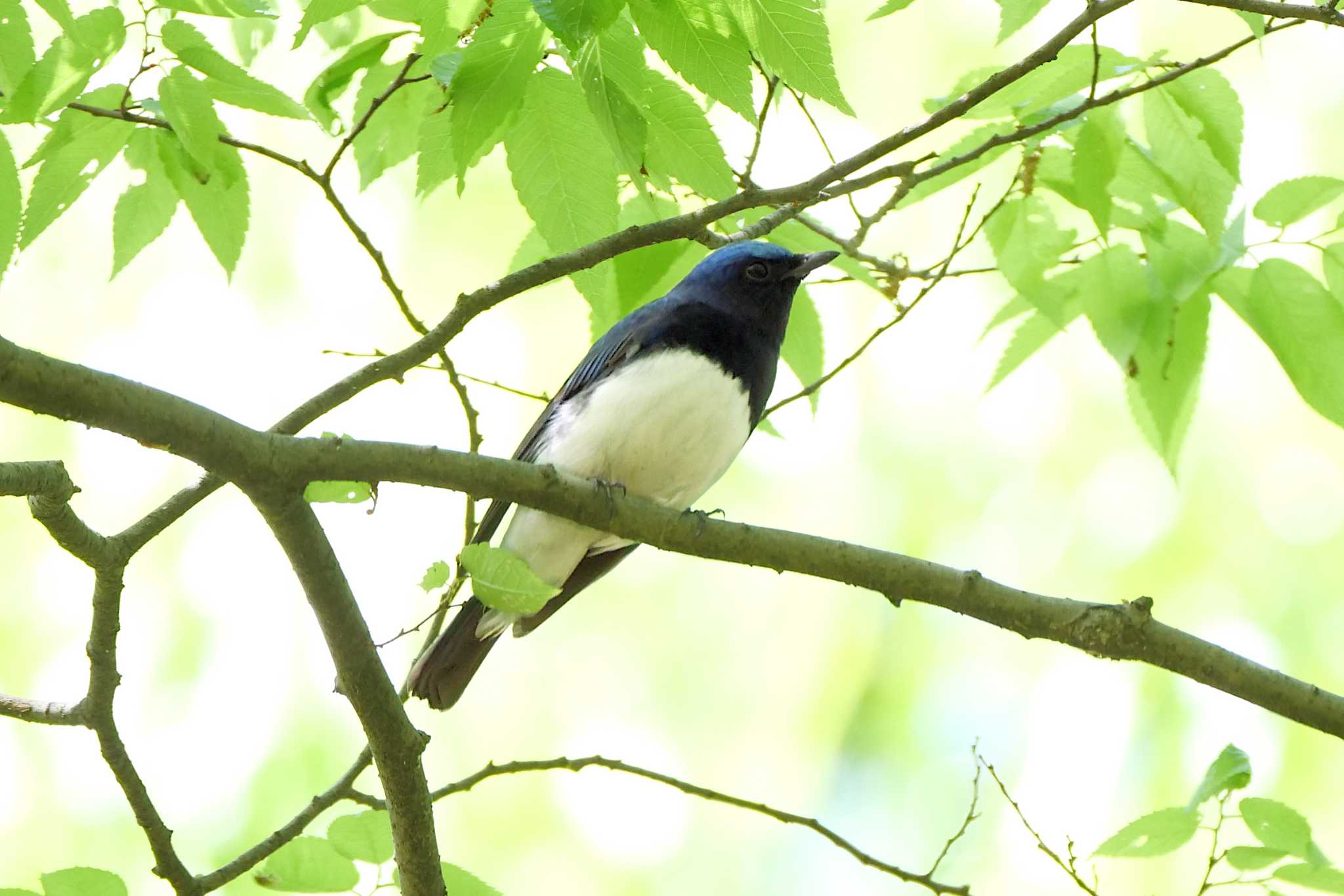 秋ヶ瀬公園(野鳥の森) オオルリの写真