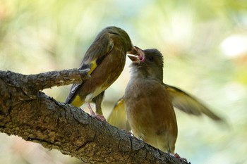 2021年4月18日(日) 葛西臨海公園の野鳥観察記録