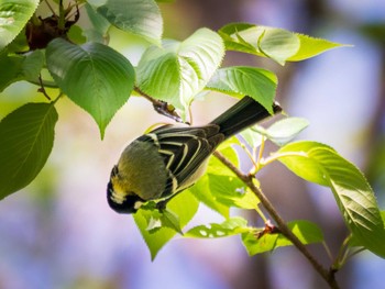 2021年4月18日(日) 鈴鹿青少年の森(三重県)の野鳥観察記録