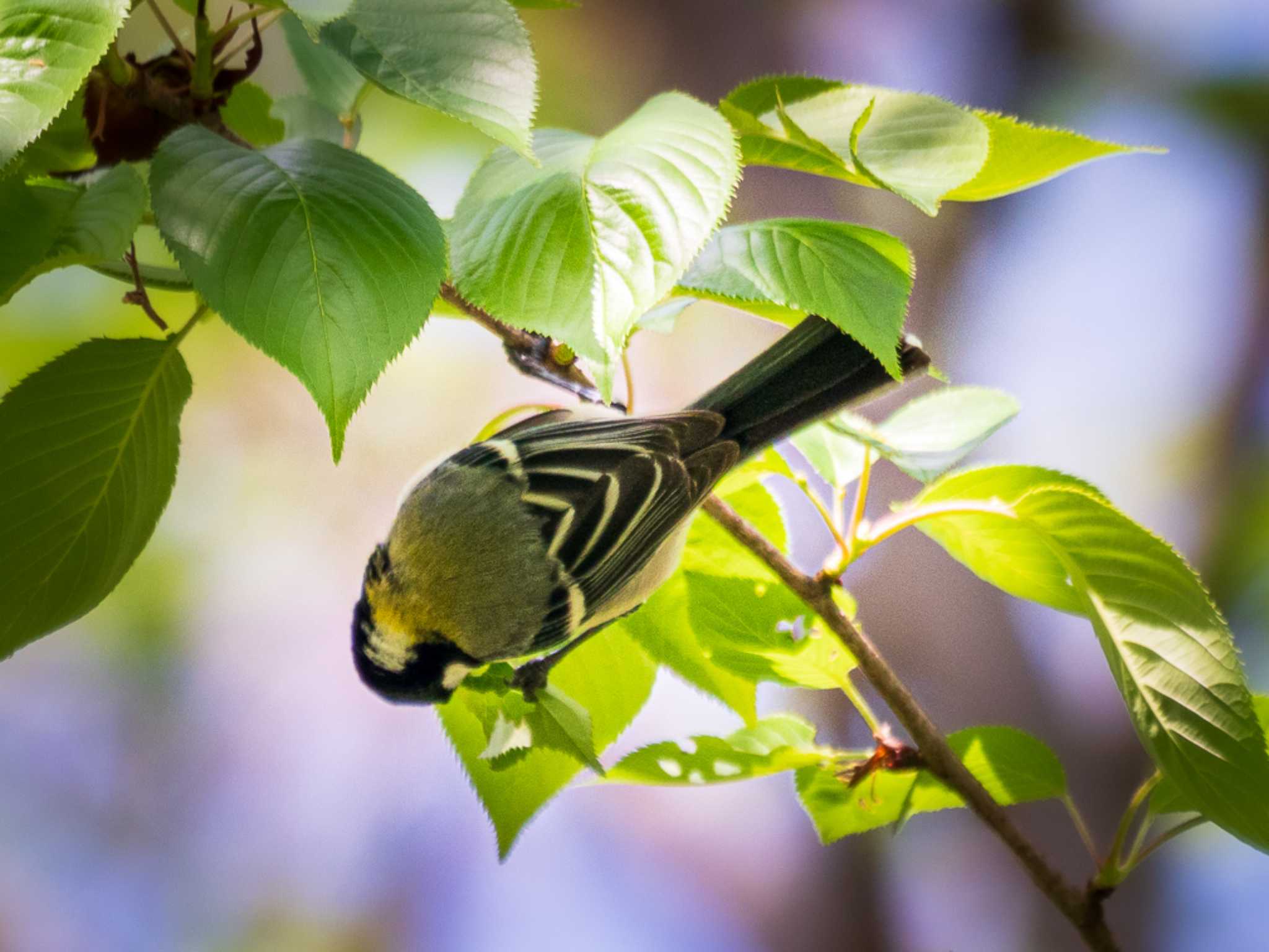 鈴鹿青少年の森(三重県) シジュウカラの写真 by ヒートウェーブ