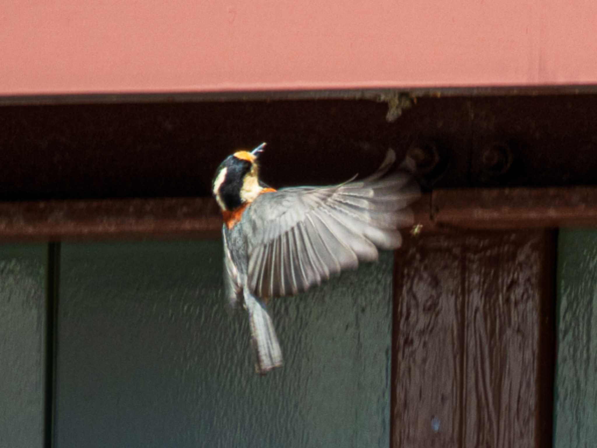 鈴鹿青少年の森(三重県) ヤマガラの写真