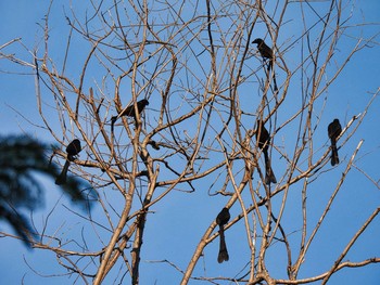 Racket-tailed Treepie Khao Mai Keao Reservation Park Sun, 4/18/2021