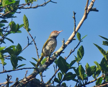 ノドグロサイホウチョウ Khao Mai Keao Reservation Park 2021年4月18日(日)