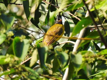 Black-crested Bulbul Khao Mai Keao Reservation Park Sun, 4/18/2021