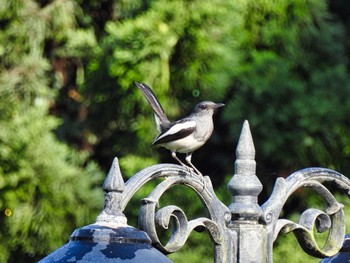 Sun, 4/18/2021 Birding report at Khao Mai Keao Reservation Park