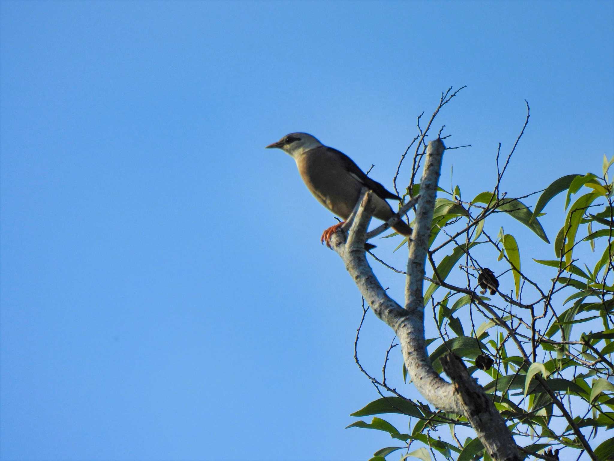 Khao Mai Keao Reservation Park シロガシラムクドリの写真