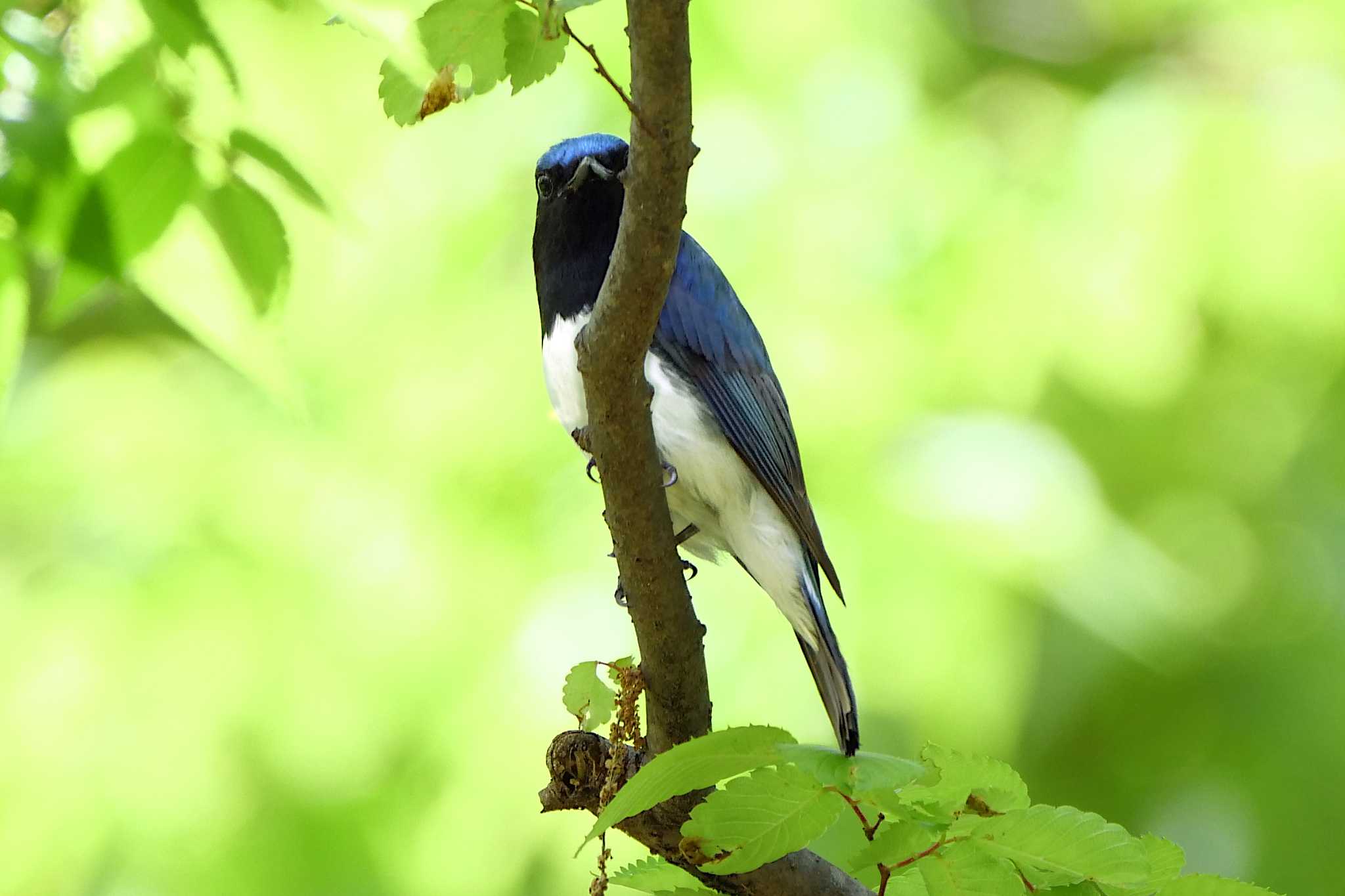 秋ヶ瀬公園(野鳥の森) オオルリの写真