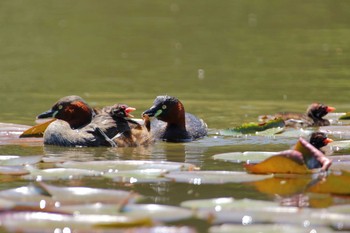 Sun, 4/18/2021 Birding report at 横浜市