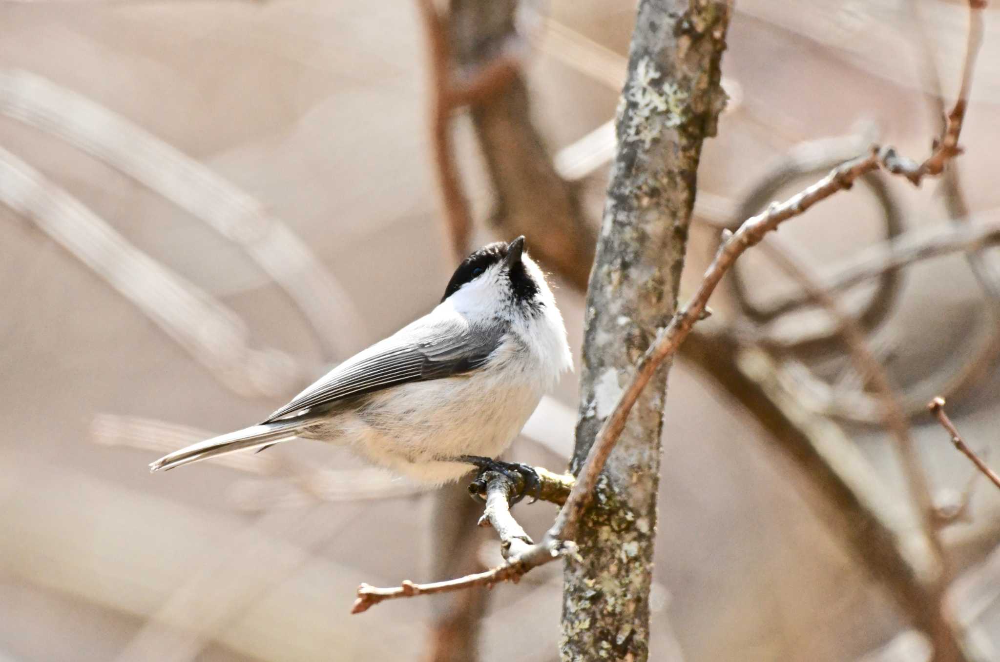 Photo of Willow Tit at Yanagisawa Pass by TK2