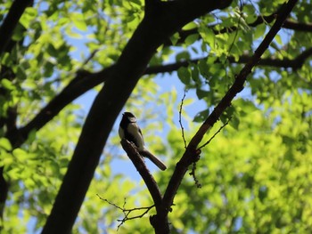 2021年4月18日(日) 国立科学博物館附属自然教育園 (港区, 東京)の野鳥観察記録