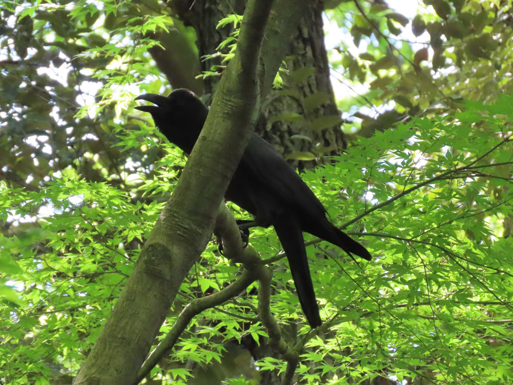 国立科学博物館附属自然教育園 (港区, 東京) ハシブトガラスの写真