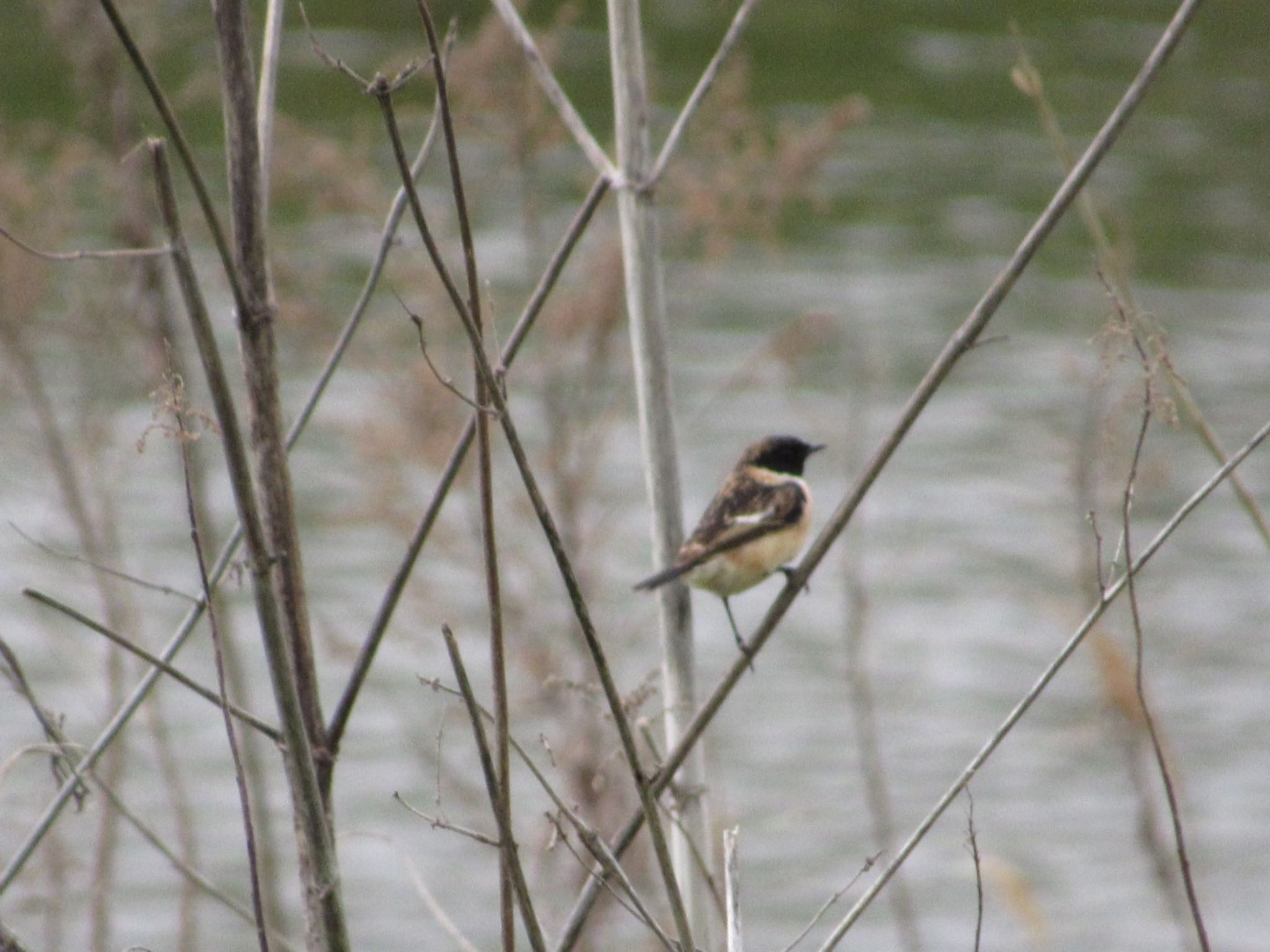 Photo of Amur Stonechat at  by 田んぼのいわし