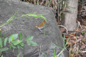 2021年4月18日(日) 大阪鶴見緑地の野鳥観察記録