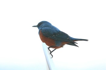 Blue Rock Thrush Unknown Spots Sun, 4/18/2021