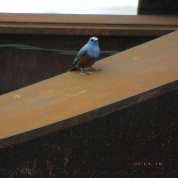 Blue Rock Thrush 晴海 Sun, 4/18/2021