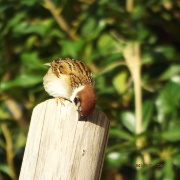 Eurasian Tree Sparrow 豊洲 Sun, 4/18/2021