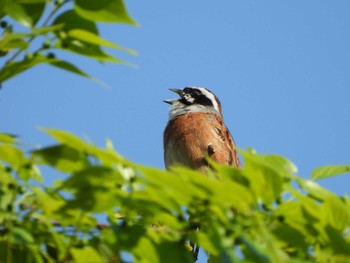 2021年4月18日(日) 秋ヶ瀬公園の野鳥観察記録