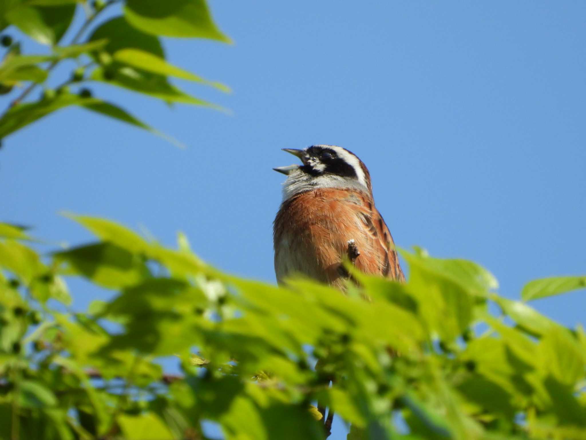 秋ヶ瀬公園 ホオジロの写真