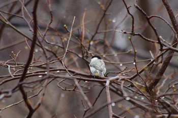 ハシブトガラ 福井緑地(札幌市西区) 2021年4月18日(日)