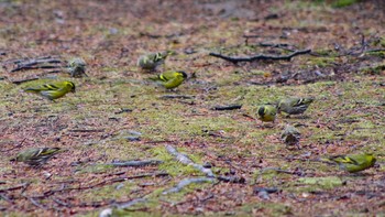 マヒワ 福井緑地(札幌市西区) 2021年4月18日(日)