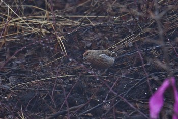 2021年3月13日(土) 長野県の野鳥観察記録