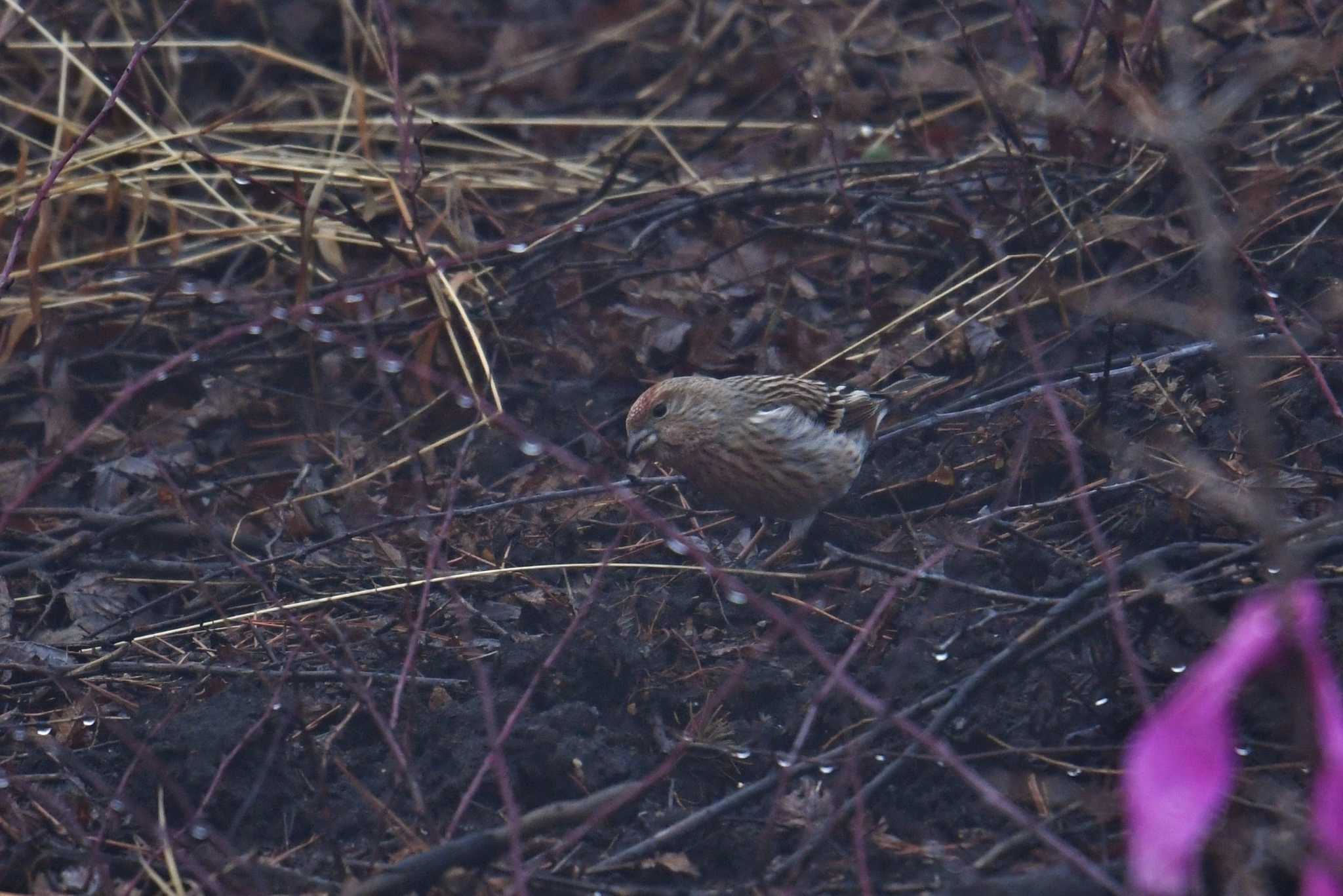 Pallas's Rosefinch