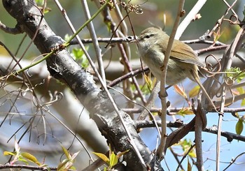 Japanese Bush Warbler 富士パインズパーク(諏訪の森自然公園) Sun, 4/18/2021