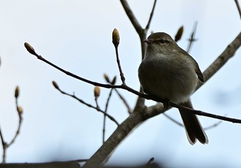 Japanese Bush Warbler 富士パインズパーク(諏訪の森自然公園) Sun, 4/18/2021