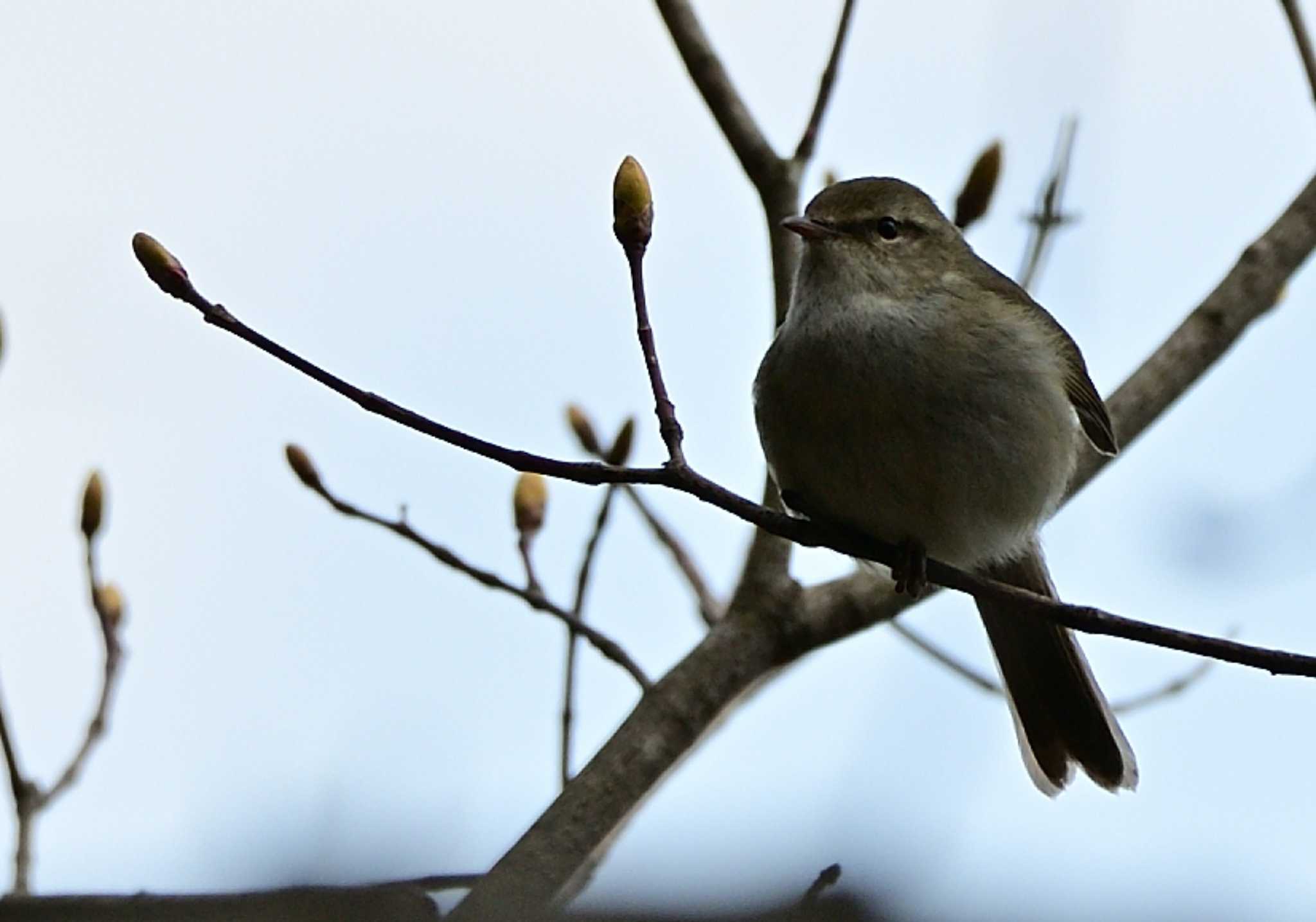 Japanese Bush Warbler