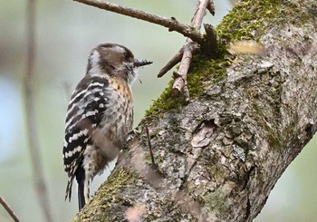 Japanese Pygmy Woodpecker 富士パインズパーク(諏訪の森自然公園) Sun, 4/18/2021