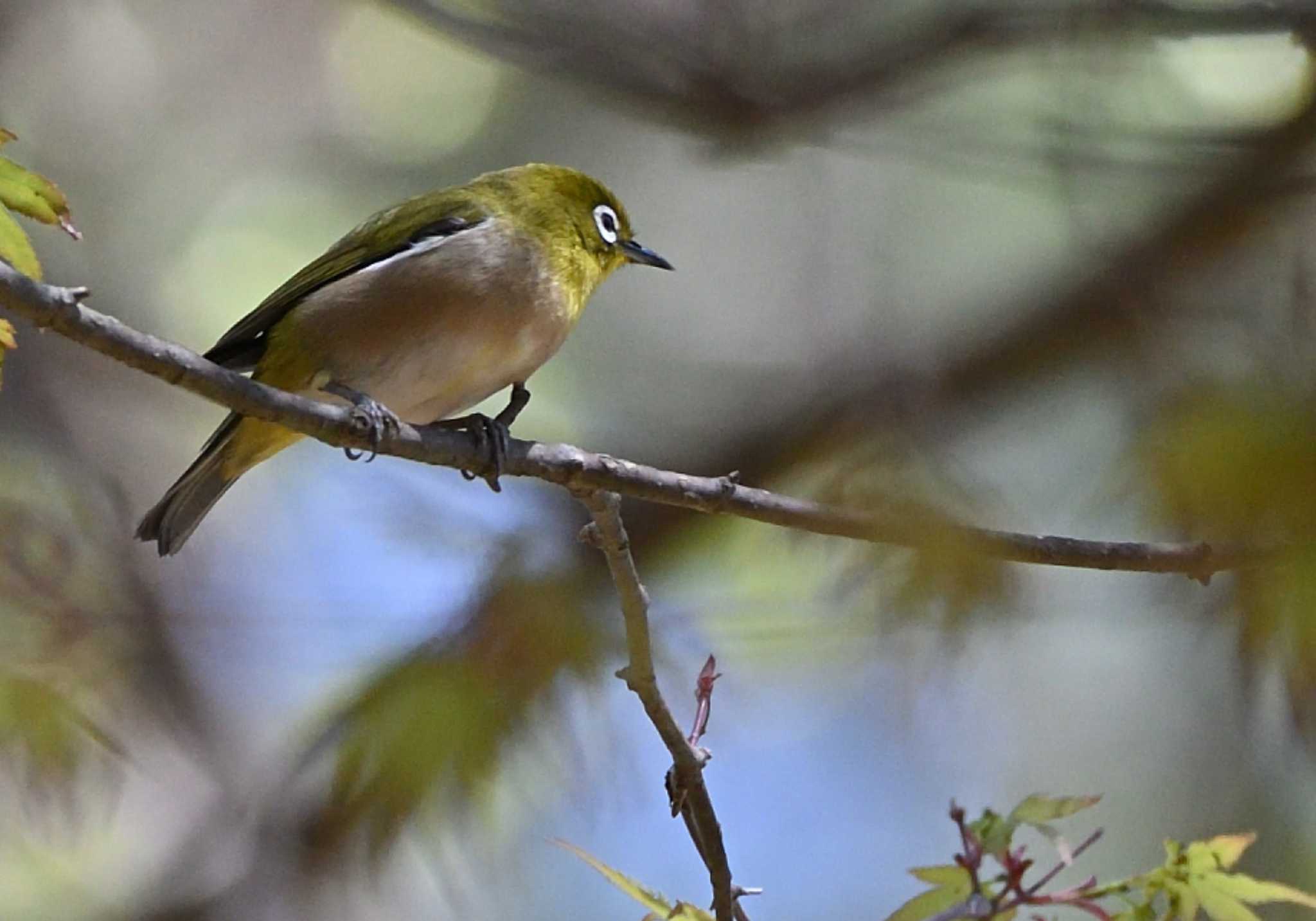 Photo of Warbling White-eye at 富士パインズパーク(諏訪の森自然公園) by 塩コンブ