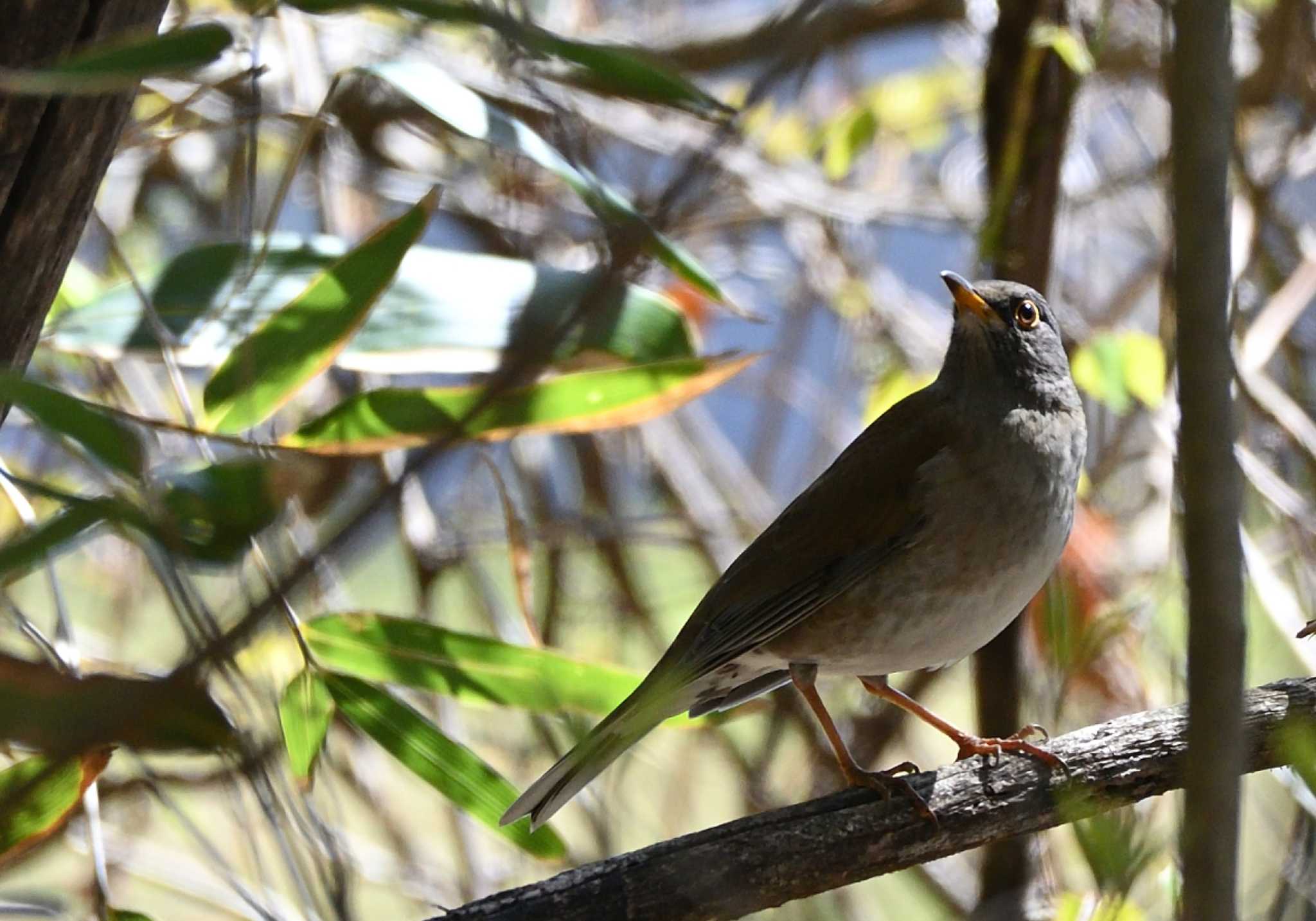 Pale Thrush