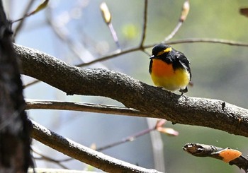 Narcissus Flycatcher 富士パインズパーク(諏訪の森自然公園) Sun, 4/18/2021