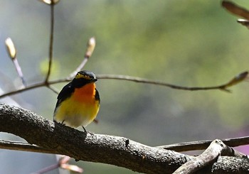 Narcissus Flycatcher 富士パインズパーク(諏訪の森自然公園) Sun, 4/18/2021