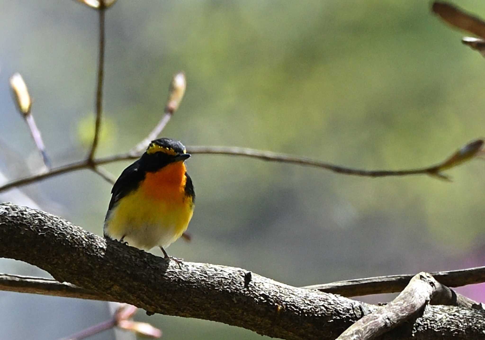 Narcissus Flycatcher