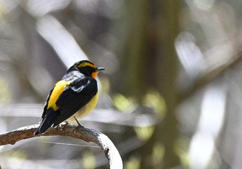 Narcissus Flycatcher 富士パインズパーク(諏訪の森自然公園) Sun, 4/18/2021