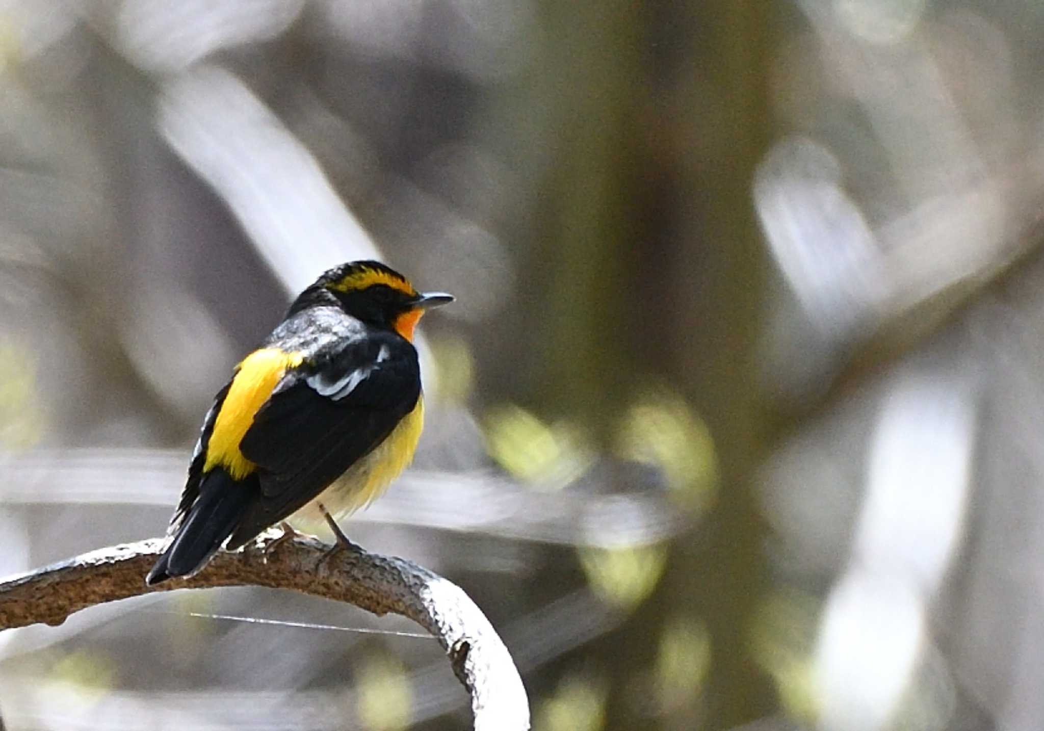 Narcissus Flycatcher