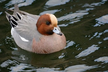 Sat, 2/11/2017 Birding report at Osaka castle park