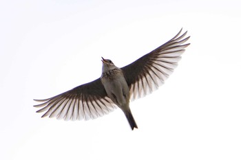 2021年4月18日(日) 草津下物の野鳥観察記録