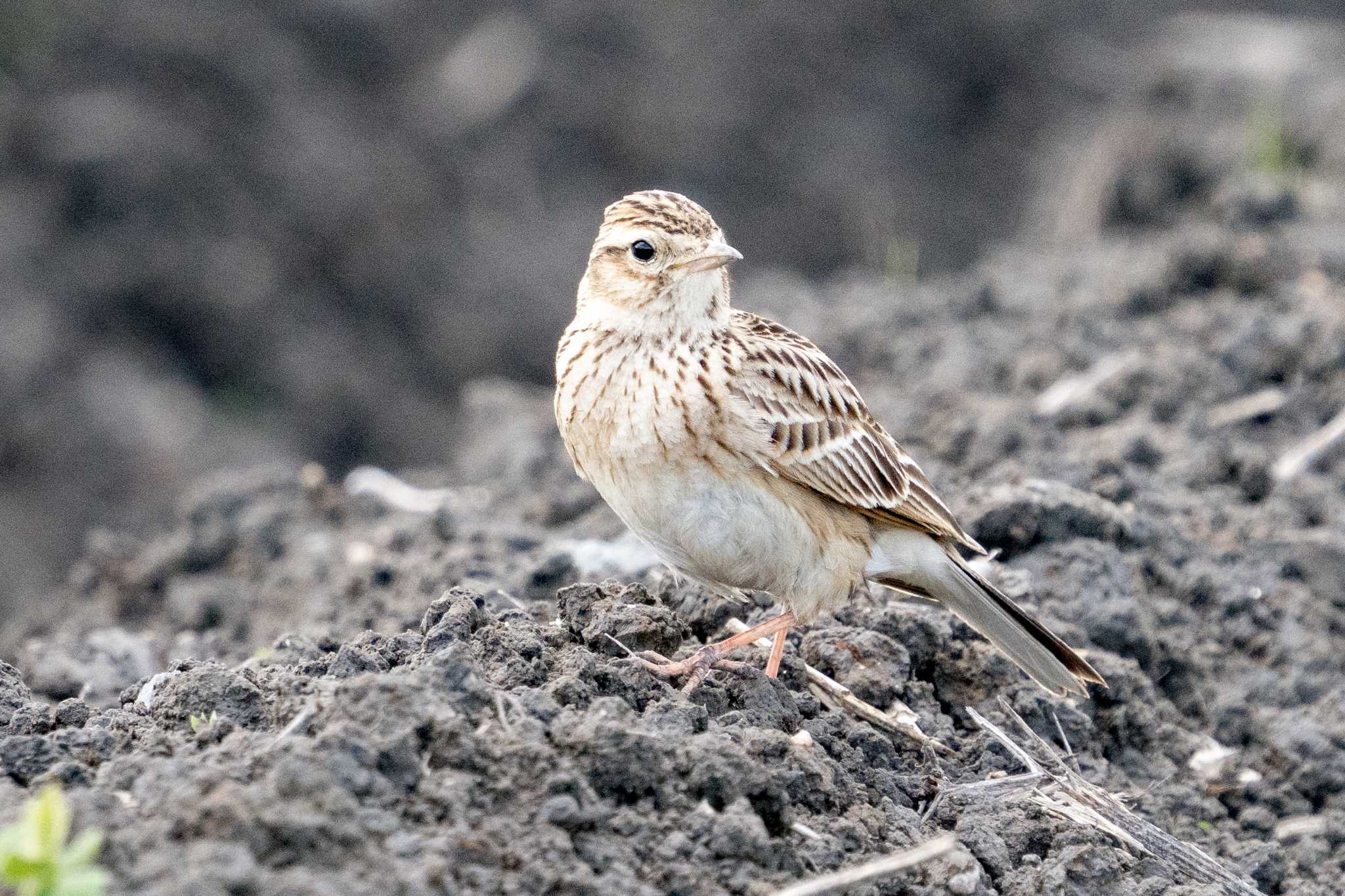 Photo of Eurasian Skylark at 草津下物 by C君