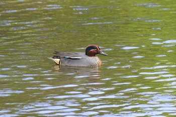 Eurasian Teal 赤羽自然観察公園 Sun, 4/18/2021