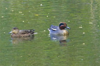 Eurasian Teal 赤羽自然観察公園 Sun, 4/18/2021