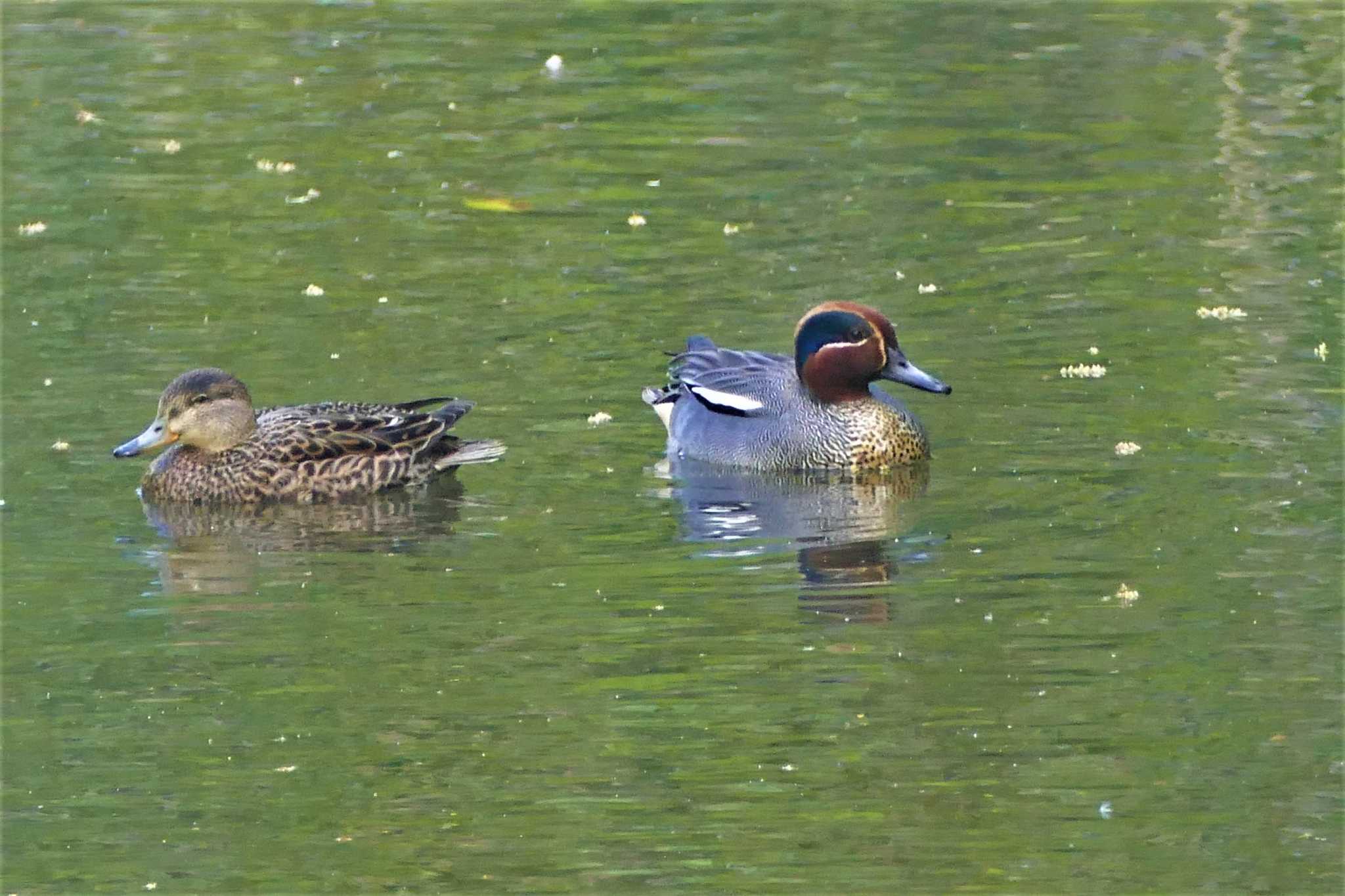 赤羽自然観察公園 コガモの写真