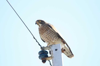 Grey-faced Buzzard 与根の三角池 Wed, 2/1/2017