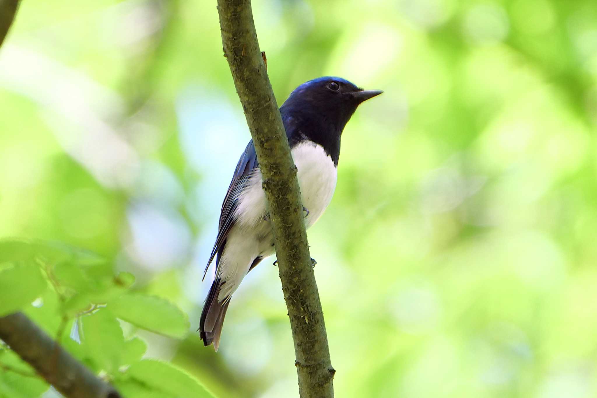 秋ヶ瀬公園(野鳥の森) オオルリの写真