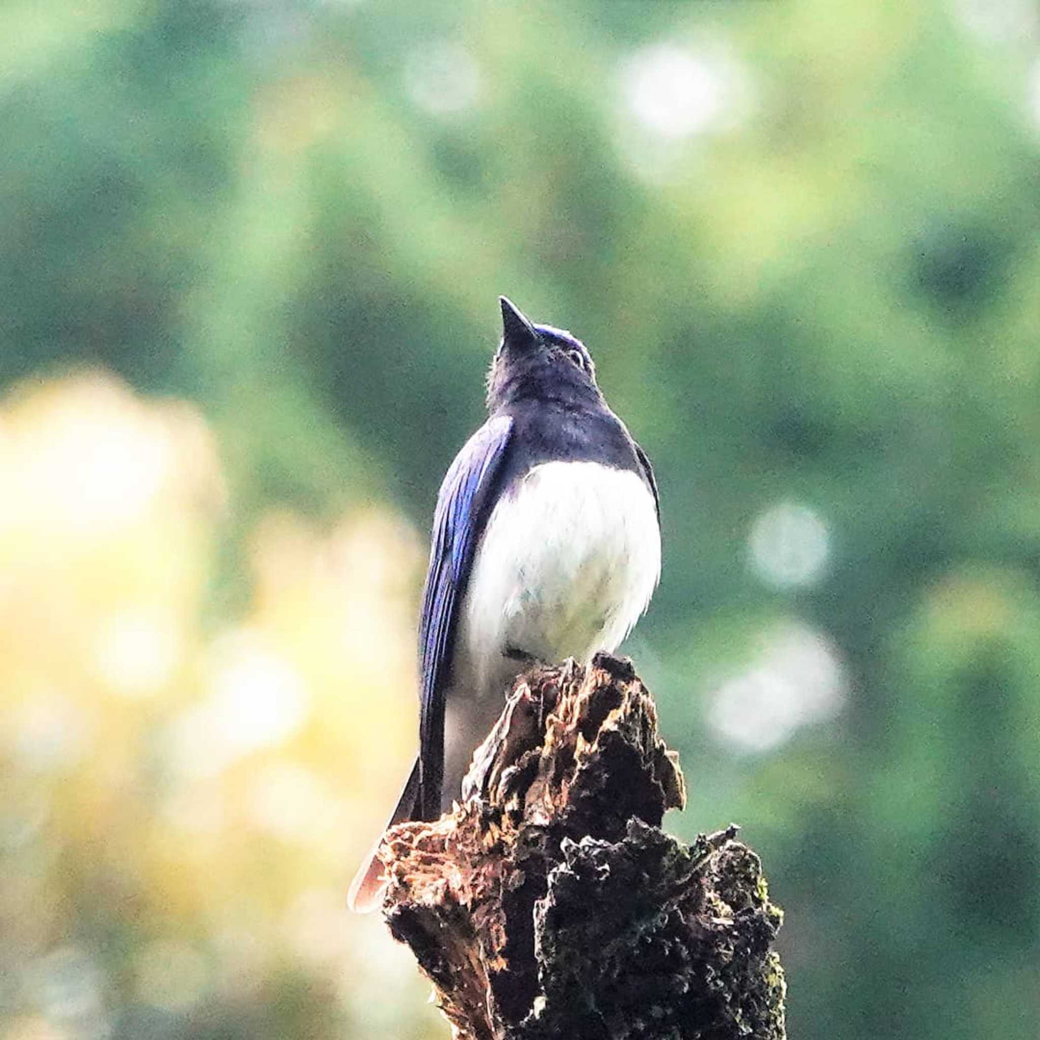 岩屋堂公園 オオルリの写真