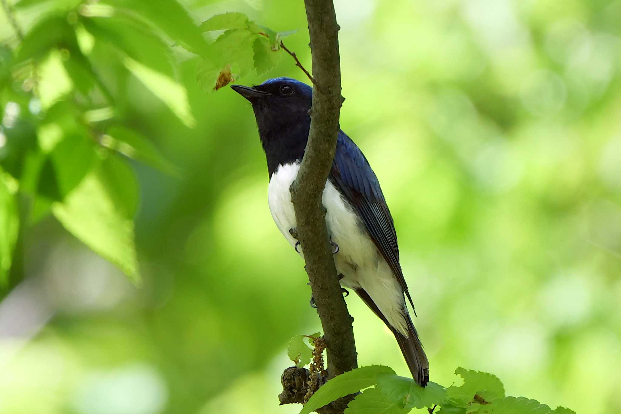 秋ヶ瀬公園(野鳥の森) オオルリの写真