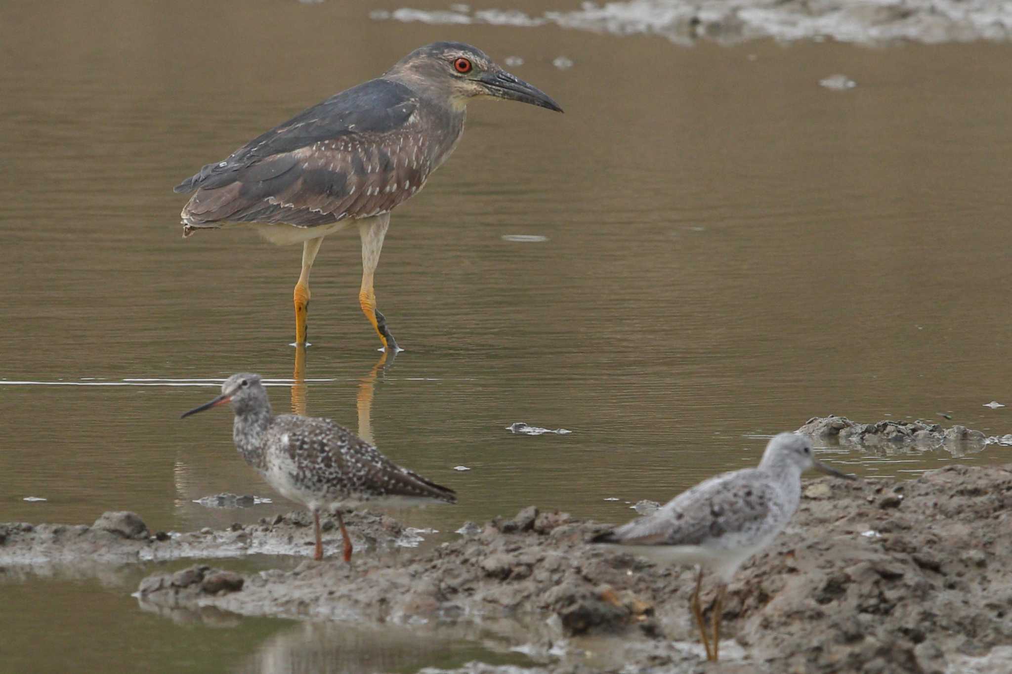 Photo of Nankeen Night Heron at 武漢市 府環河 by Hatamoto Akihiro