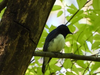 オオルリ 秋ヶ瀬公園 2021年4月18日(日)