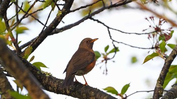 Brown-headed Thrush 東広島市 Sun, 4/18/2021